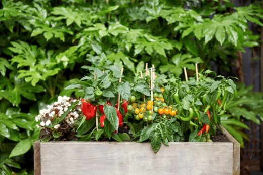 plantas-vegetales-mayo